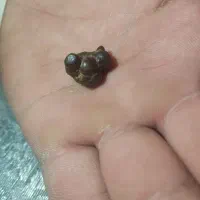 شهاب سنگ خاص|کلکسیون اشیاء عتیقه|شیراز, شاهجیان|دیوار