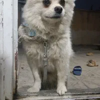 سگ گمشده|سگ|سنندج, |دیوار