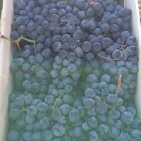 انگور شانی دیم سردشت.سنندج|خوردنی و آشامیدنی|اصفهان, رسالت|دیوار