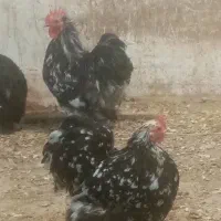 مرغ و خروس کوشین|حیوانات مزرعه|آزادشهر, |دیوار