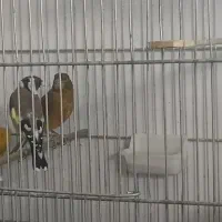 سهره و قناری