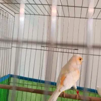 قناری نر قرص مزایکی وماده ابلغ پرتغالی