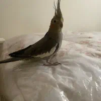 یک عدد عروس هلندی ماده رام و دستی مست|پرنده|تهران, تسلیحات|دیوار