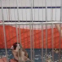 سهره|پرنده|خمینیشهر, |دیوار