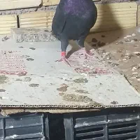 کبوتر شیخی سیاه آبادانی|پرنده|بندر ماهشهر, |دیوار