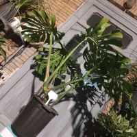 مانسترا غول پیکر