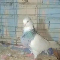 تعدادی کبوتر از هر نظر آلی|پرنده|دلند, |دیوار