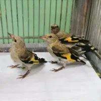 ۳ عدد سهره کرمانی نر خوش قواره