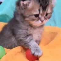 گربه اسکاتیش ۳ عدد