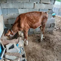 گاو گوساله|حیوانات مزرعه|بوئین و میاندشت, |دیوار