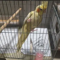 عروس هلندی لوتینو زعفرانی ماده و لوتینو نر آماده