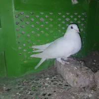 کبوتر|پرنده|گرگان, |دیوار