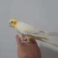 عروس هلندی لوتینو زعفرونی