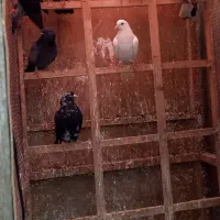 کبوترپرشی|پرنده|رشت, جانبازان|دیوار