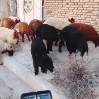 گوسفند بره ذبح رایگان