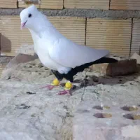 نردم سیاه درجه1