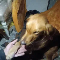 سگ خونگی|سگ|رشت, حومه رشت|دیوار