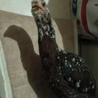 مرغ و خروس لاری|حیوانات مزرعه|ماهدشت, |دیوار