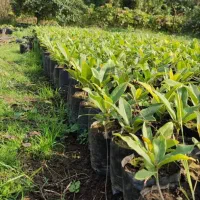 مگنولیا همیشه سبز نایلکسی۱۵ در۲۰|خدمات باغبانی و درختکاری|چابکسر, |دیوار