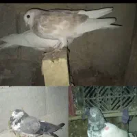 کبوتر|پرنده|چمران, |دیوار