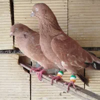 کفتر