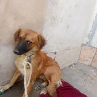 پا کوتاه خیلی مودب خونه دستشویی نمیکنه