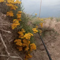 چاله کنی وفنس کشی دورباغ واستخر