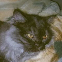 گربه نژاد پرشین|گربه|بندرعباس, |دیوار