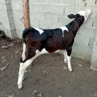 گاو با گوساله..