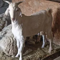 کره نر چاق درجه یک
