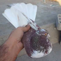 کفتر تزمینی