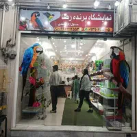 راهب لوتینو جفت مولد صد در صد تضمینی|پرنده|شیراز, فرودگاه شهید دستغیب شیراز|دیوار