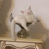 گربه ۷ ماهه ارام و متین|گربه|تهران, نازیآباد|دیوار