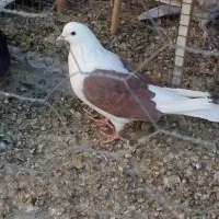 کبوتر پرشی شخصی بلند پرواز