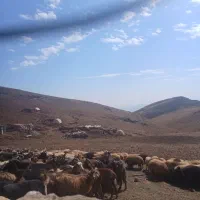 گوسفند و بز|حیوانات مزرعه|قزوین, |دیوار