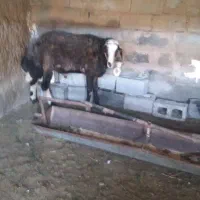 شیشک قوچ عروس دودندون