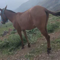 قاطرزردشکاری۵سال|حیوانات مزرعه|تهران, ایران|دیوار