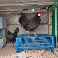 مرغ و خروس رزکامپ