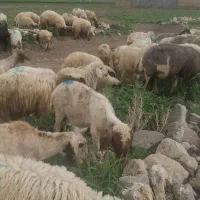 سلام تعدادی میش بره بفروش  رسد