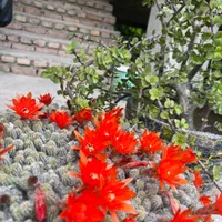 خونه باغ کرچنگ|اجارهٔ کوتاه‌مدت ویلا و باغ|قائم‌شهر, |دیوار