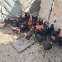 مرغ تخم گذار مشکی و رنگی|پرنده|قم, کلهری|دیوار