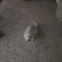 سگ پاپی،واگذاری،نره|سگ|نجفآباد, صالح آباد|دیوار