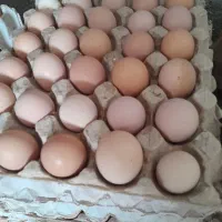 تخم مرغ محلی