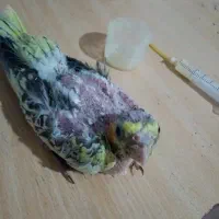 جوجه عروس. گلباقالی (معاوضه ‌)