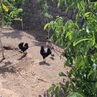 خروس رسمی
