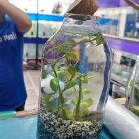 تنگ گیاه|گل و گیاه طبیعی|زاهدان, |دیوار