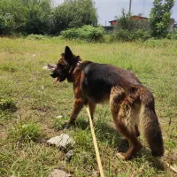 سگ ژرمن شپرد|سگ|قائم‌شهر, |دیوار