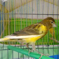 قناری سفید نر و سبز ماده|پرنده|فولادشهر, مسکن مهر فولادشهر|دیوار