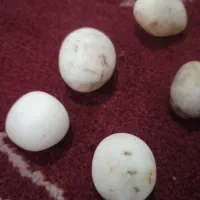 سنگ|جواهرات|سده (خراسان جنوبی), |دیوار