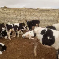 ۲۷راس گوساله درجه یک